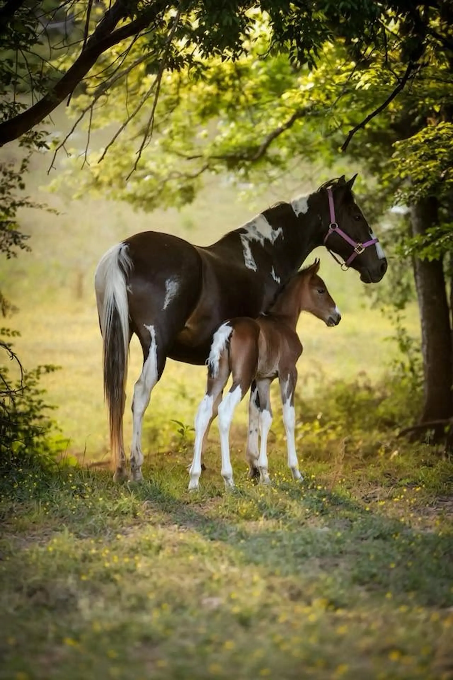Tennessee Walking Horse Breeders' and Exhibitors' Association