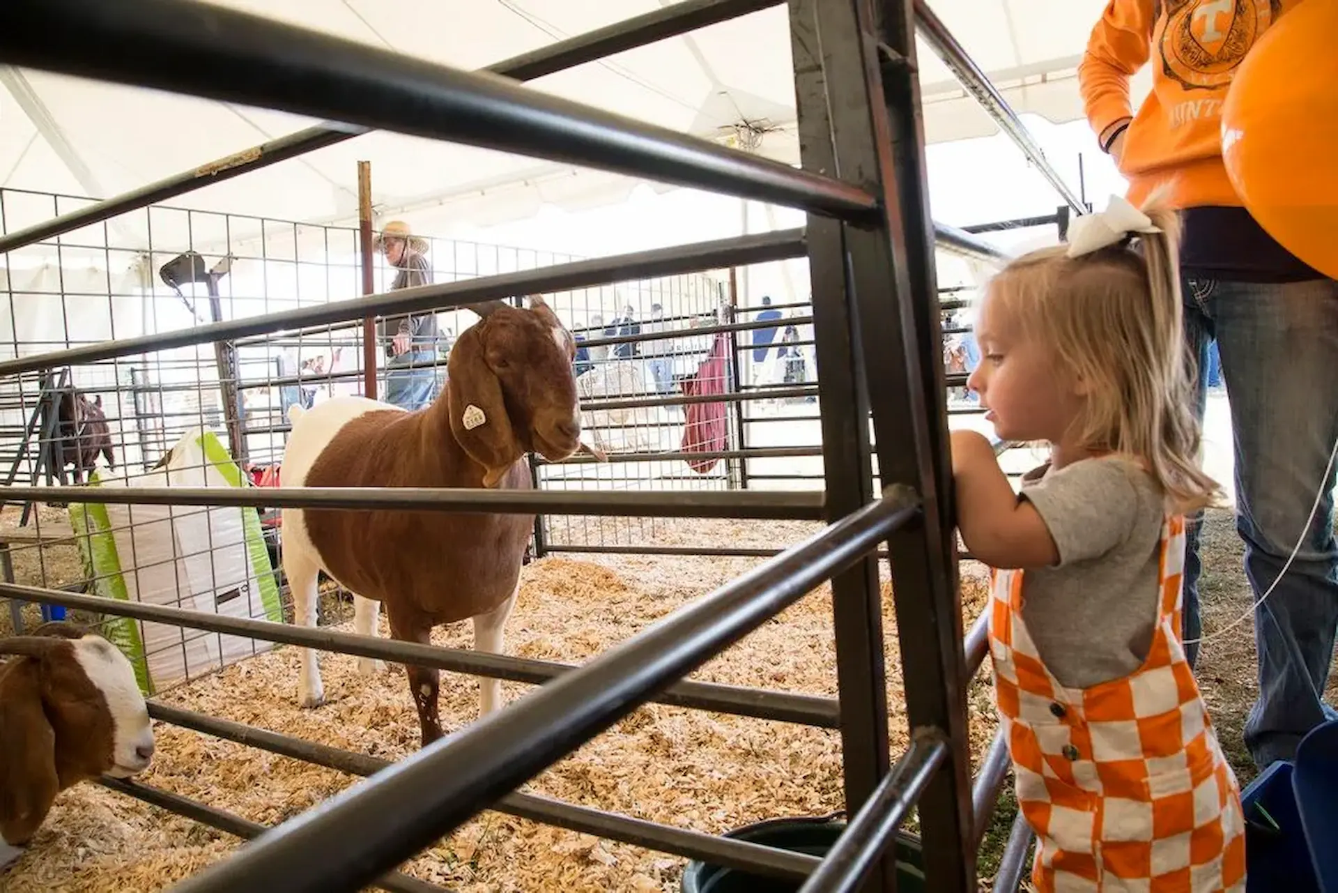 Fainting goats at a Marshall County festival
